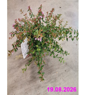 Abelia 'Edward Goucher' C 2,5 L